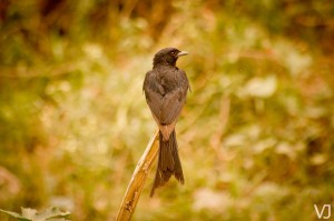 Black Drongo